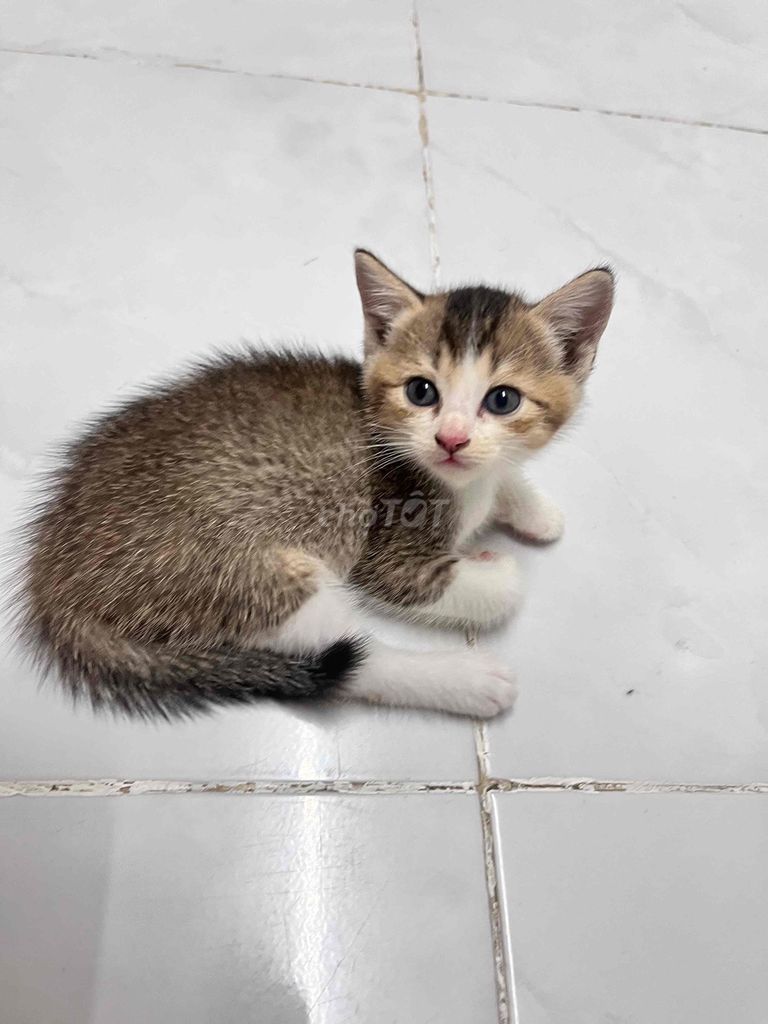 Mèo Anh lông ngắn Tappy khỏe mạnh hoạt bát. Mua bán Mèo tại Quận Bình Thạnh Tp Hồ Chí Minh được đăng bởi Ngọc Kiều hình 1