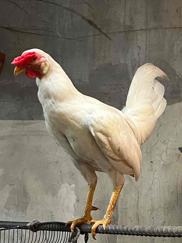 ga buom 1kg1 9 tháng tuổi