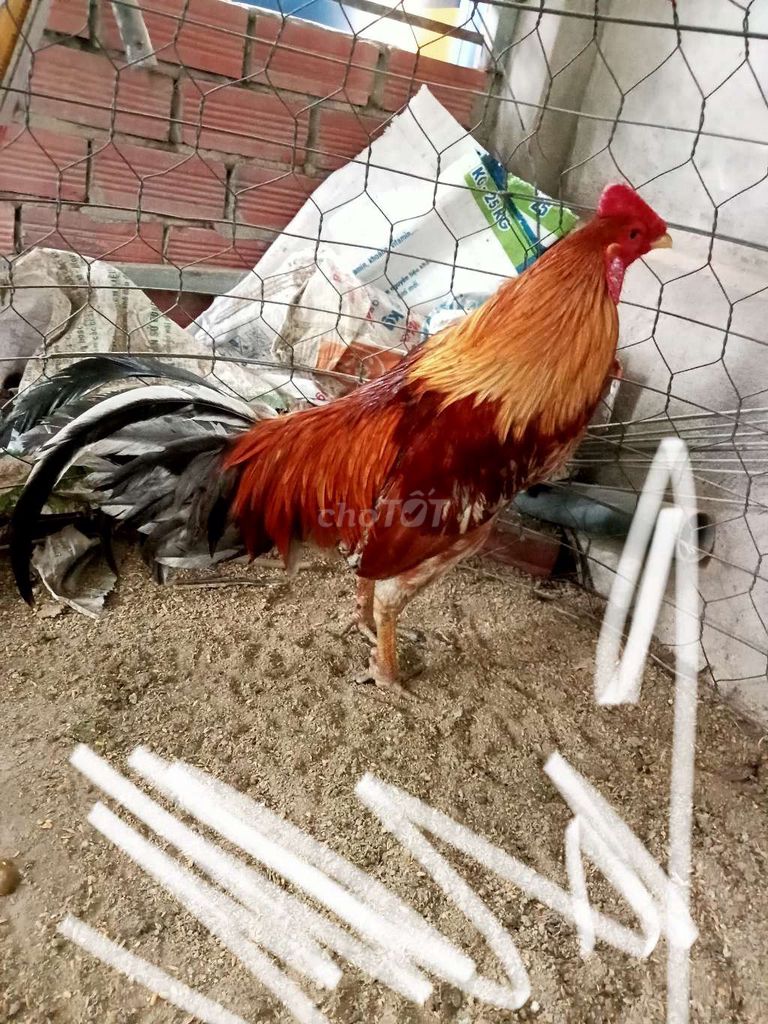 xám 2k9. xổ tốt . Mua bán Gà tại Huyện Mỏ Cày Bắc Bến Tre được đăng bởi Thanh hung hình 1