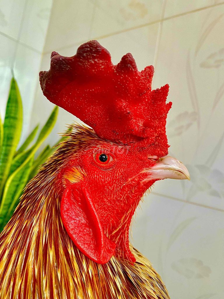 🍀bướm camelo 3k2 phá hình. Mua bán Gà tại Huyện Kế Sách Sóc Trăng được đăng bởi QUYÊN GÀ TUYỂN SÓC TRĂNG hình 1