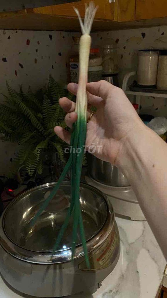 10k Cây cảnh Hành lá giả Nhựa dẻo. Mua bán Cây cảnh, đồ trang trí tại Quận Bình Tân Tp Hồ Chí Minh được đăng bởi Tin Còn Hàng Còn hình 1