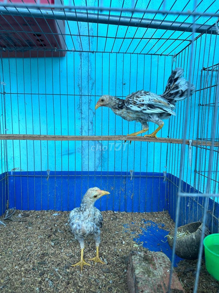 MÁI BẮC TÍT CÚ BÔNG. Mua bán Gà tại Quận 12 Tp Hồ Chí Minh được đăng bởi Nguyễn Quang Ngọc hình 1