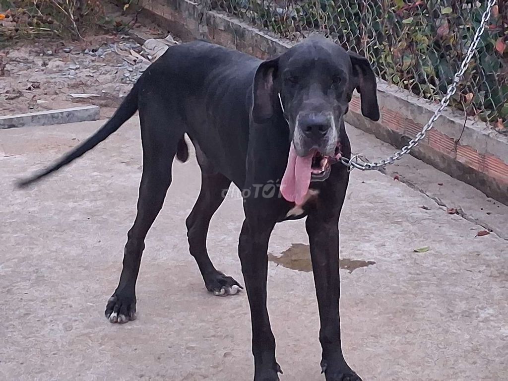 Chó Great Dane Đực. Mua bán Chó tại Thành phố Biên Hòa Đồng Nai được đăng bởi Nhân Rottweiler  hình 1