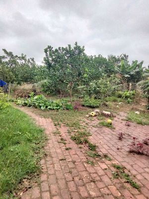 Bán đất thổ cư. Mua bán đất tại Huyện Kim Sơn Ninh Bình được đăng bởi Đắc Ngô