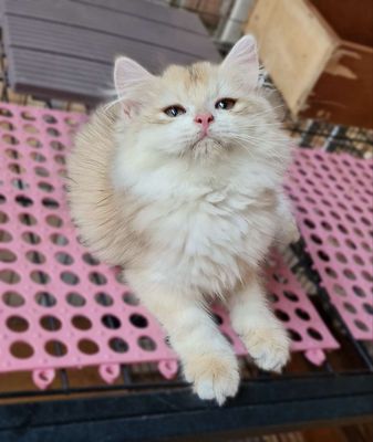 Tìm nhà mới cho mấy bé gái Golden ny12. Mua bán Mèo tại Quận Tân Phú Tp Hồ Chí Minh được đăng bởi Võ phương