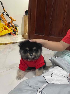 Chó Pom Phóc Sóc đực 4 tháng. Mua bán Chó tại Quận Tân Bình Tp Hồ Chí Minh được đăng bởi Kim Cuckoo