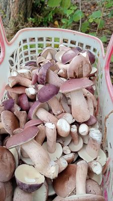 Nấm tràm tươi. Mua bán Đồ ăn, thực phẩm và các loại khác tại Quận Ngũ Hành Sơn Đà Nẵng được đăng bởi hạnh