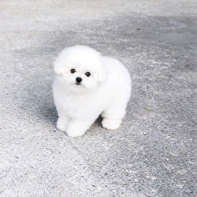 Bichon bố mẹ nhập bán rẻ cho nhanh