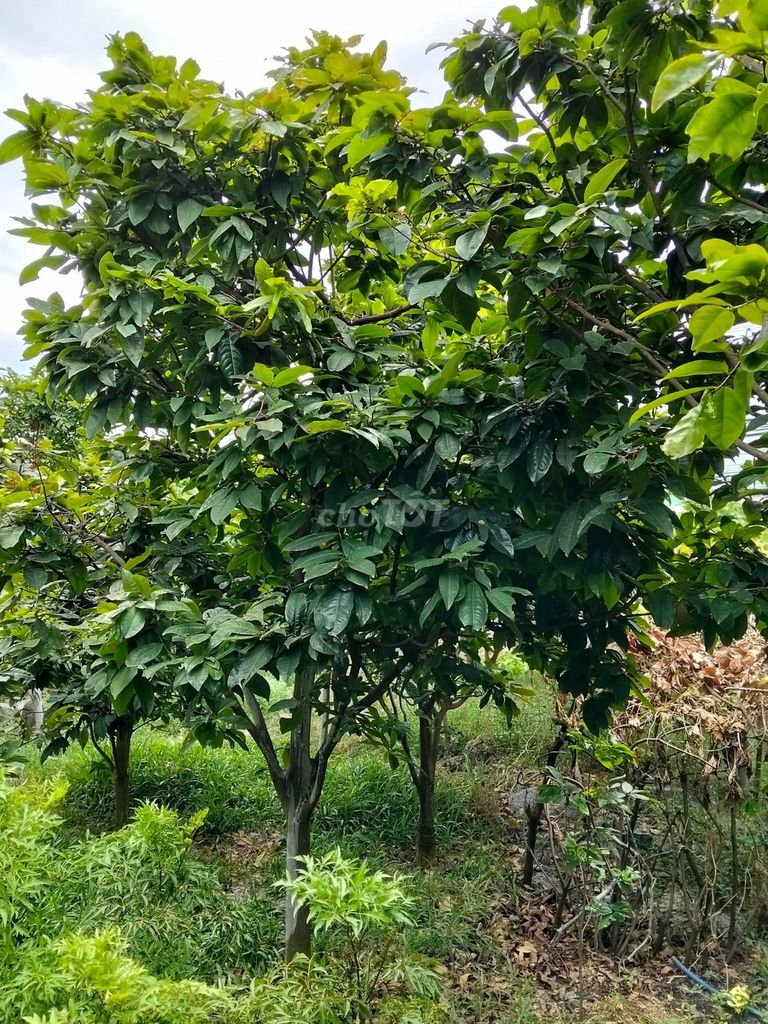 Cây Mai 5-10 năm. Mua bán Cây cảnh, đồ trang trí tại Quận Liên Chiểu Đà Nẵng được đăng bởi Phú hình 1