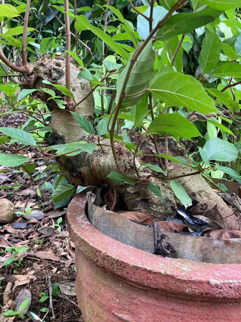 cây Sung Bonsai. Mua bán Cây cảnh, đồ trang trí tại Thành phố Buôn Ma Thuột Đắk Lắk được đăng bởi Đức thắng hình 1