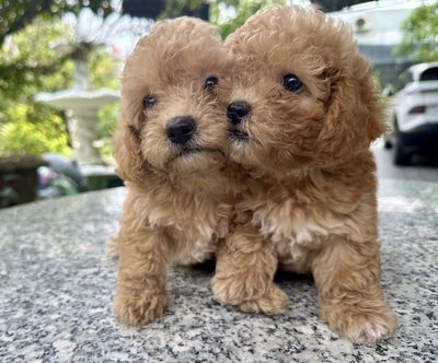 Chó Poodle vàng mơ 2 tháng tuổi. Mua bán Chó tại Thành phố Bến Tre Bến Tre được đăng bởi Thanh Toàn