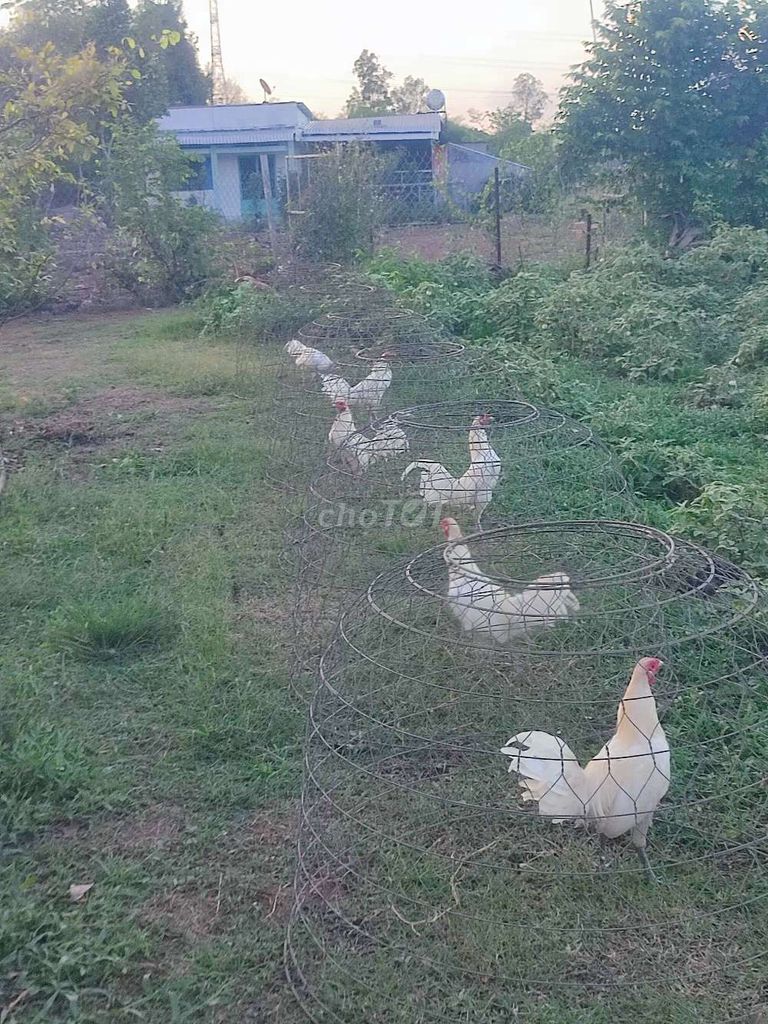Úa chân xanh. Mua bán Gà tại Huyện Định Quán Đồng Nai được đăng bởi Minh Nguyễn  hình 1