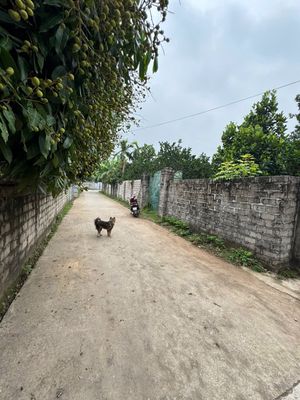 bán đất thuần mỹ ba vì có nước khoáng nóng. Mua bán đất tại Huyện Ba Vì Hà Nội được đăng bởi Thu Vàng Mùa