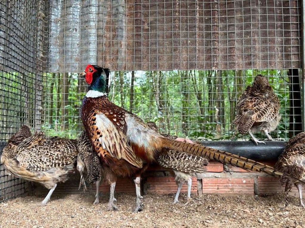 chim trĩ thụy phương. Mua bán Thú cưng khác tại Quận Long Biên Hà Nội được đăng bởi tổng kho gia dụng  hình 1