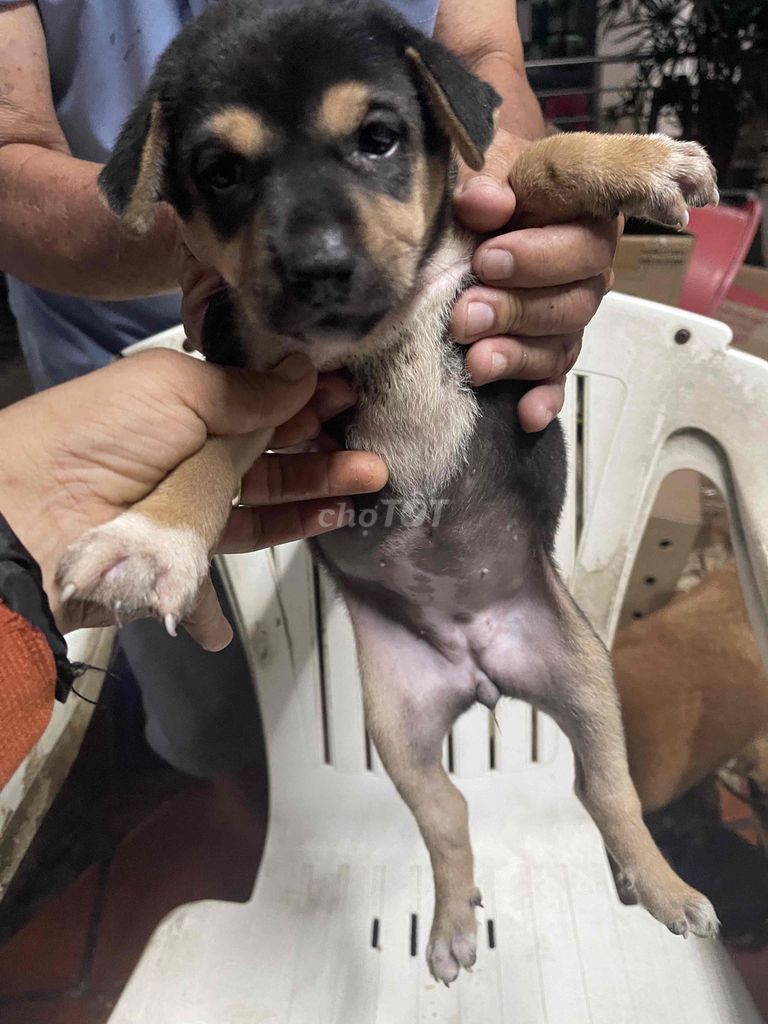 Chó con Đực 2 tháng tuổi. Mua bán Chó tại Thành phố Thủ Đức Tp Hồ Chí Minh được đăng bởi Vũ  hình 1