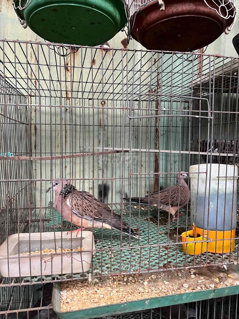 bổi thả avi. Mua bán Chim tại Quận Bình Tân Tp Hồ Chí Minh được đăng bởi a huy hình 1