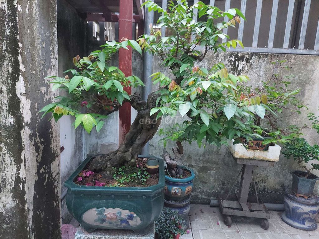 Cây khế gân bonsai