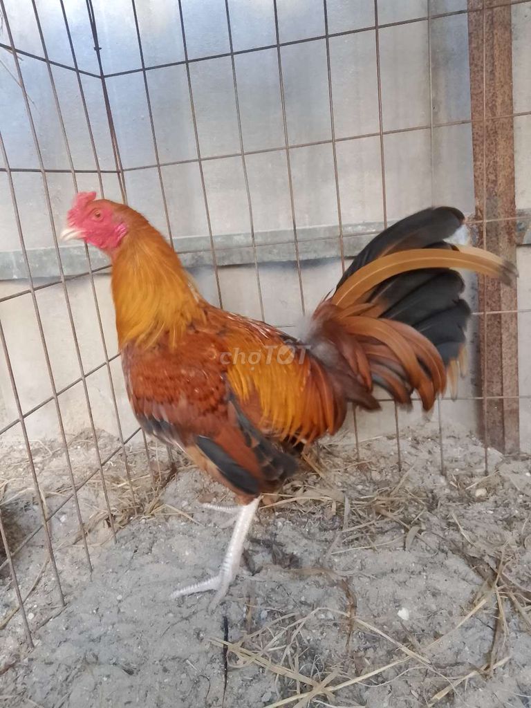 Gà Asil Mỹ Khét chân trắng 5 tháng 1.25kg. Mua bán Gà tại Thành phố Thủ Dầu Một Bình Dương được đăng bởi Chú 8 Gà te hình 1