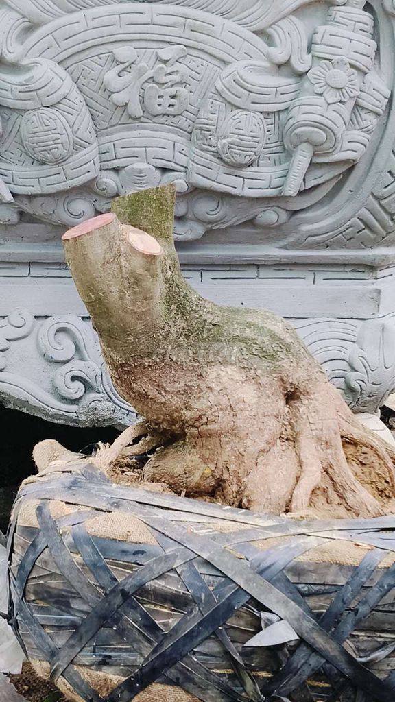 Mai đọt xanh. Mua bán Cây cảnh, đồ trang trí tại Quận Cẩm Lệ Đà Nẵng được đăng bởi Vĩnh hình 1