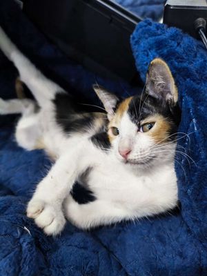 Mèo con dưới 3 tháng tính nghịch