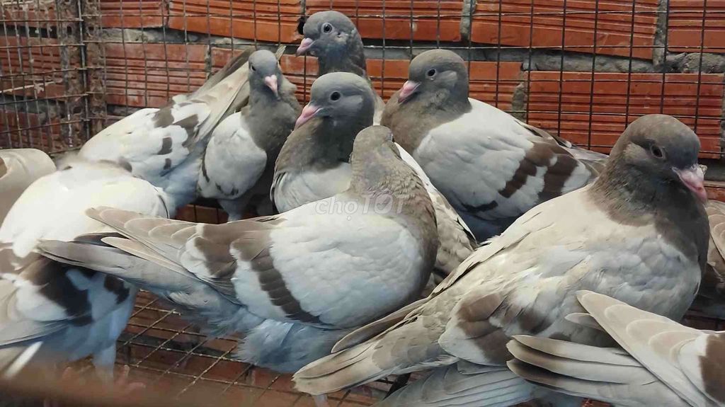 Bồ câu Pháp Thái Titan Xám trắng. Mua bán Chim tại Quận Ninh Kiều Cần Thơ được đăng bởi dương hóa hình 1