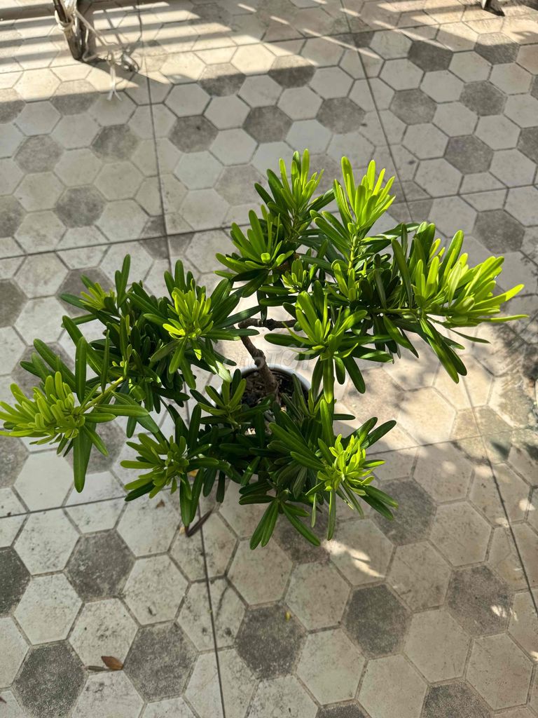 Cây cảnh bonsai Mini Xanh vàng trang trí. Mua bán Cây cảnh, đồ trang trí tại Thành phố Long Xuyên An Giang được đăng bởi Hu Khong hình 1