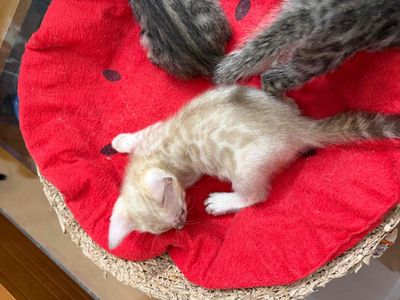 Mèo Bengal Vằn Đực Cái Khoẻ mạnh