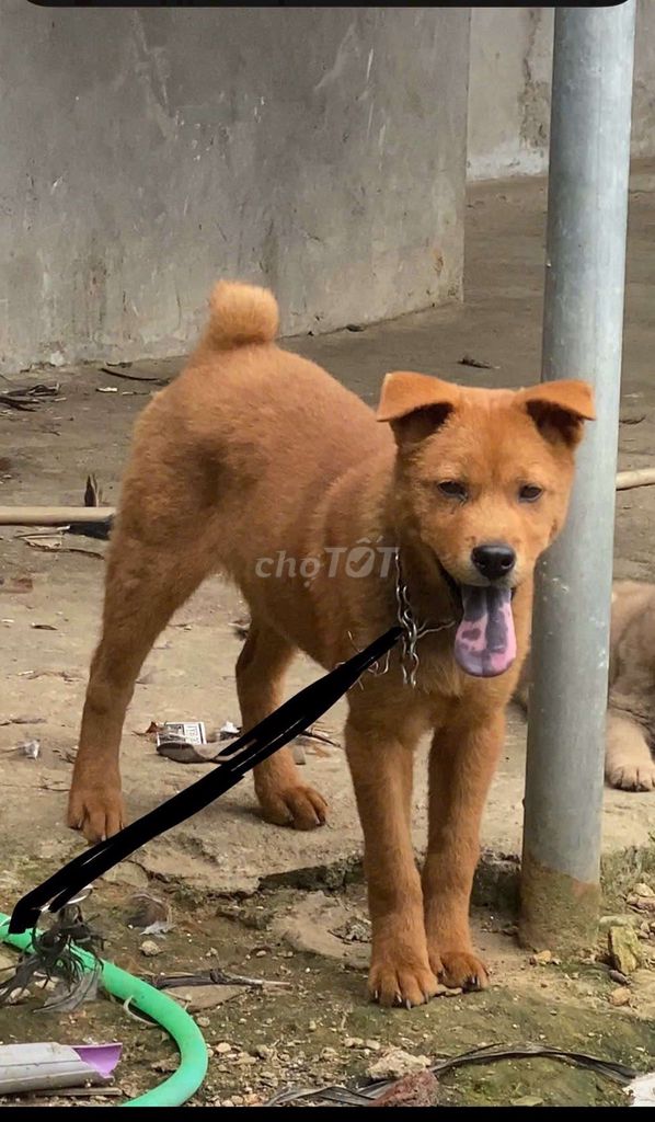 Chó đực màu vàng. Mua bán Chó tại Thành phố Thủ Đức Tp Hồ Chí Minh được đăng bởi cho H mong hình 1