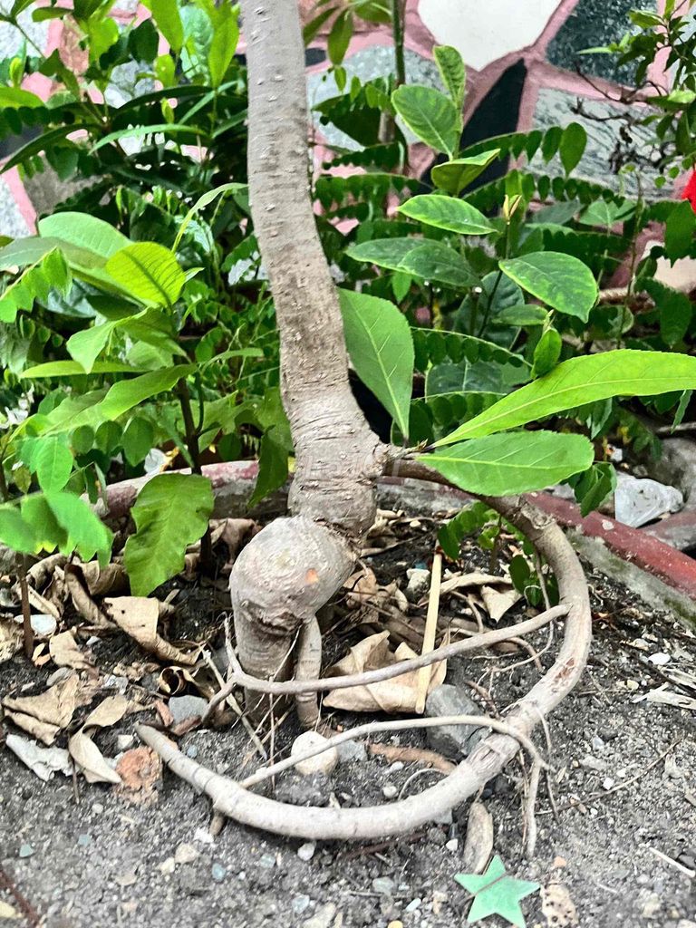 Cây Lộc Vừng 4 năm tuổi Nổi nu đẹp. Mua bán Cây cảnh, đồ trang trí tại Quận Tân Phú Tp Hồ Chí Minh được đăng bởi Dogi hình 1
