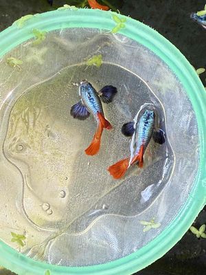 Trống dumbo red tail guppy. Mua bán Thú cưng khác tại Quận Hải Châu Đà Nẵng được đăng bởi Mai Phương