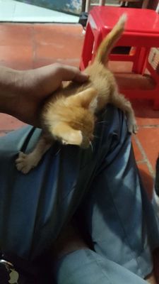 Cho mèo. Mua bán Mèo tại Thị xã Bến Cát Bình Dương được đăng bởi Toàn 