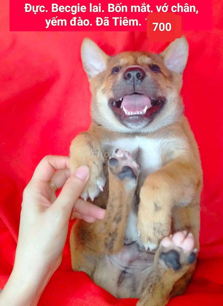 chihuahua lai, corgi lai . Mua bán Chó tại Quận 12 Tp Hồ Chí Minh được đăng bởi thanh hình 1
