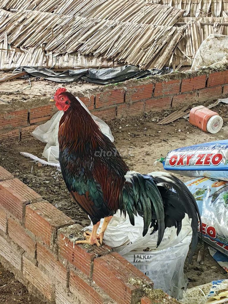 Gà Mỹ đực 8 tháng. Mua bán Gà tại Thành phố Trà Vinh Trà Vinh được đăng bởi nam hình 1