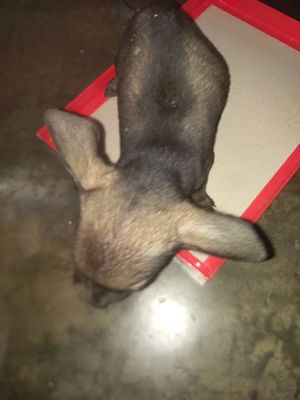 Cún con nghịch nghợm. Mua bán Chó tại Quận Ngũ Hành Sơn Đà Nẵng được đăng bởi Hoà Trương