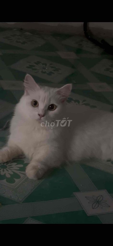 Mèo Trắng. Mua bán Mèo tại Quận Tân Phú Tp Hồ Chí Minh được đăng bởi Anh Thư hình 1