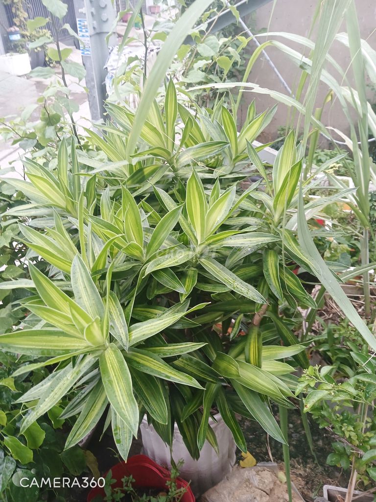Cây Phát Tài Lá Kim Xanh Lá Trang Trí. Mua bán Cây cảnh, đồ trang trí tại Quận 12 Tp Hồ Chí Minh được đăng bởi Nguyễn sơn hình 1