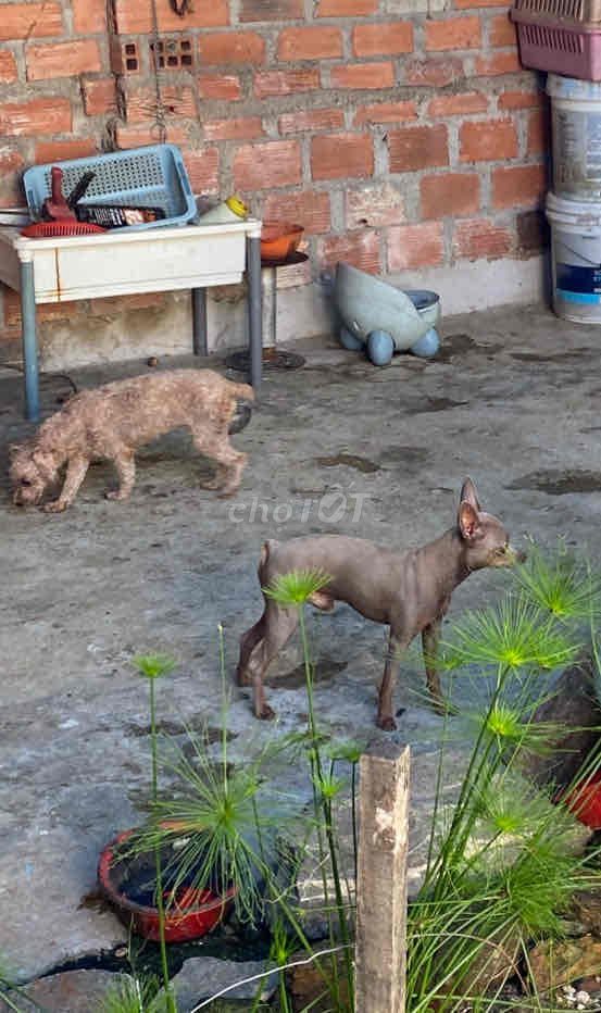 Bán gấp cặp phóc hưu dọn nhà.. Mua bán Chó tại Quận 1 Tp Hồ Chí Minh được đăng bởi Minh hình 4
