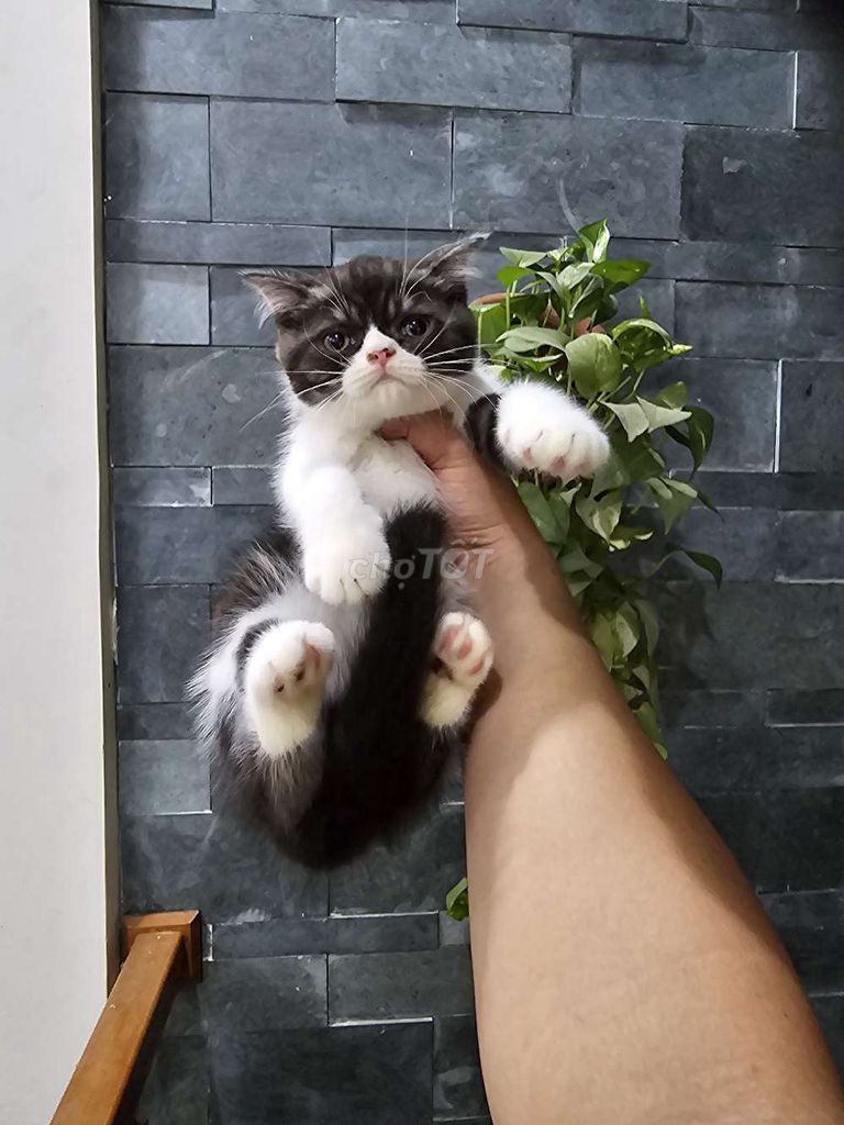 Mèo Anh lông ngắn 2 tháng tuổi. Mua bán Mèo tại Quận Cẩm Lệ Đà Nẵng được đăng bởi luýt tô hình 1