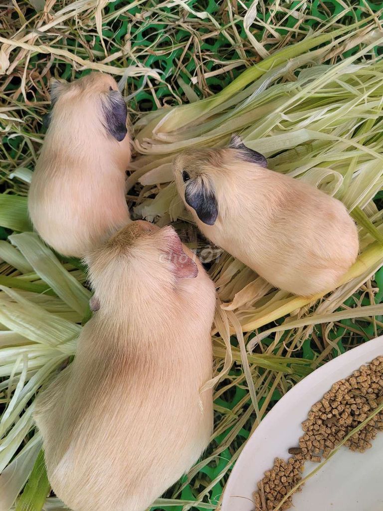 Chuột lang Nâu vàng. Mua bán Thú cưng khác tại Huyện Hoài Đức Hà Nội được đăng bởi Nguyễn Ngà hình 1