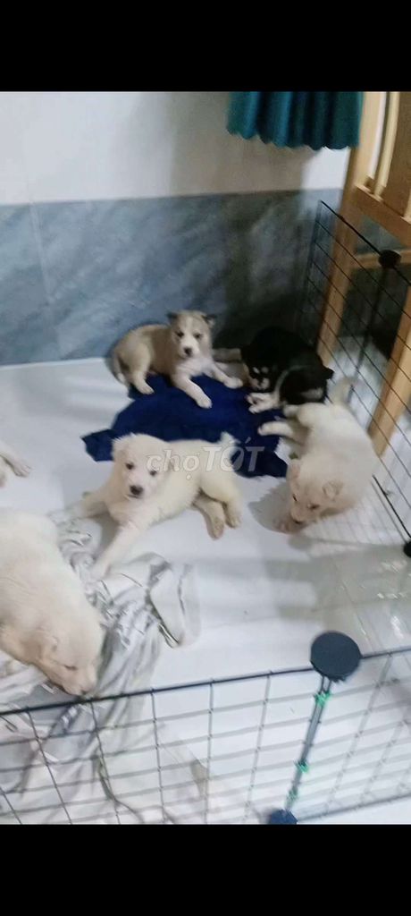 Chó Husky con non. Mua bán Chó tại Huyện Mỏ Cày Bắc Bến Tre được đăng bởi Thanh Hùng Lê hình 1