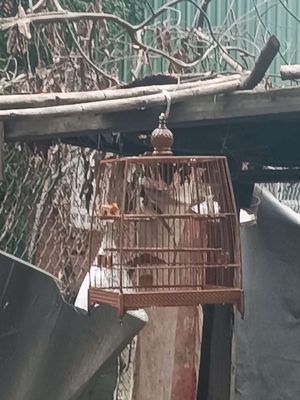 Chào mào bổi 7 tháng lồng. Mua bán Chim tại Thành phố Thuận An Bình Dương được đăng bởi luu nguyen