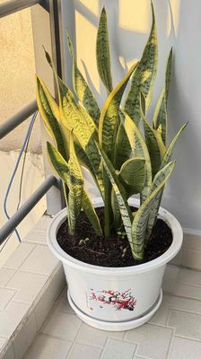 Chậu lưỡi hổ. Mua bán Cây cảnh, đồ trang trí tại Thành phố Thủ Đức Tp Hồ Chí Minh được đăng bởi House Garden