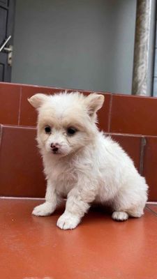 chó nhật lai bắc kinh