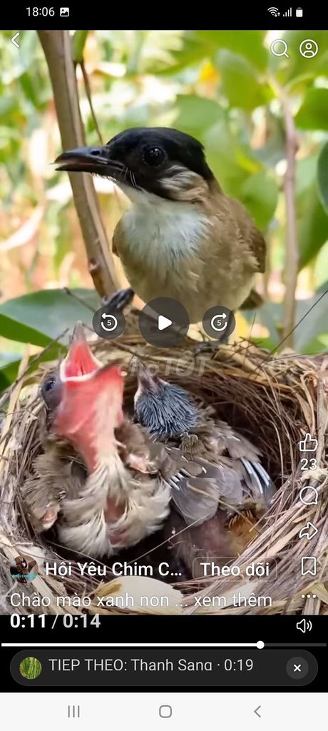 tim ổ chim non. Mua bán Chim tại Quận Thanh Khê Đà Nẵng được đăng bởi nguyentay hình 1