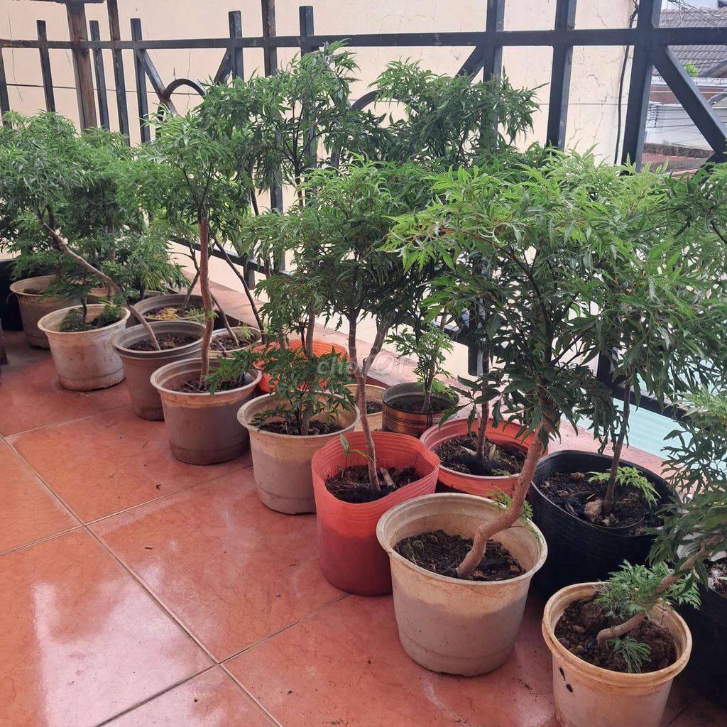 Cây cảnh Đinh lăng. Mua bán Cây cảnh, đồ trang trí tại Huyện Thống Nhất Đồng Nai được đăng bởi Tân  hình 1