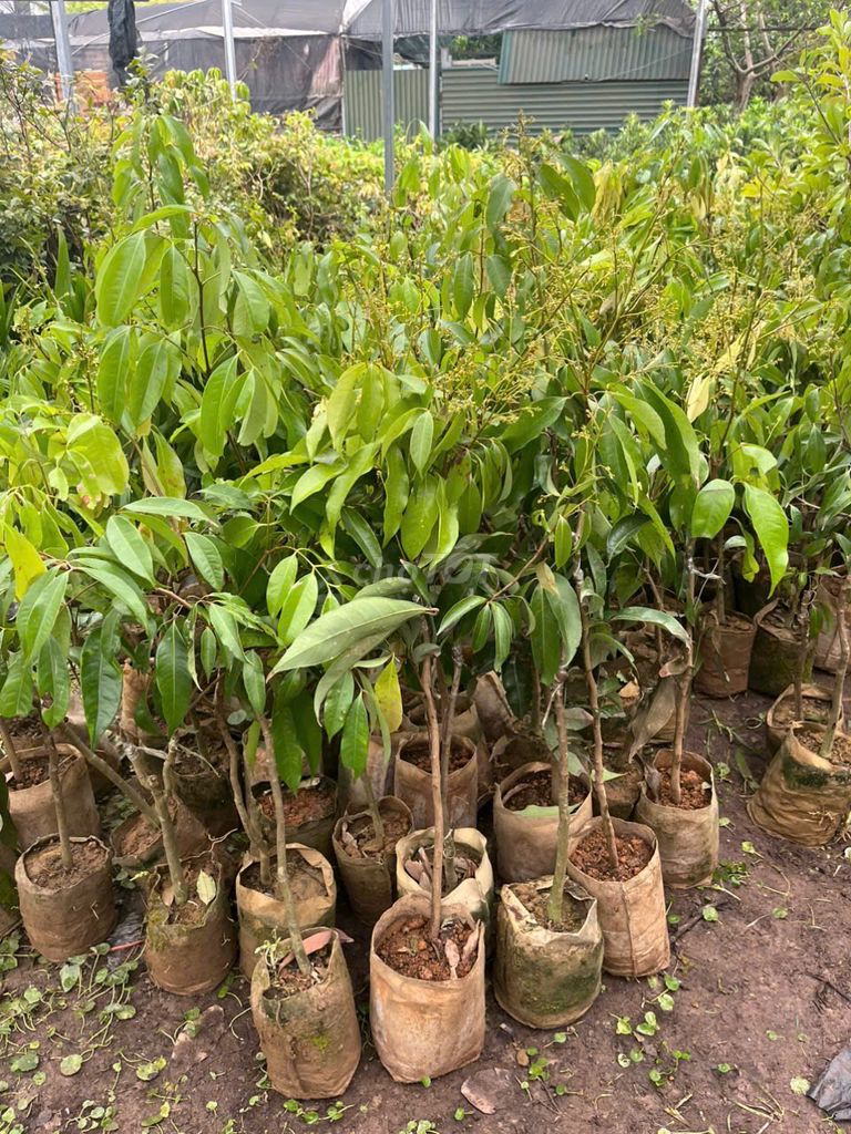 Cây Vải không hạt chuẩn giống. Mua bán Đồ chuyên dụng, Giống nuôi trồng tại Huyện Gia Lâm Hà Nội được đăng bởi Nhà vườn tuấn muôn  hình 1