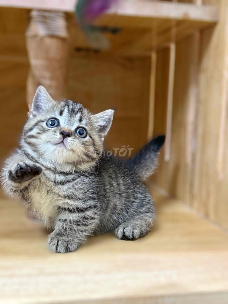 Mèo chân ngắn màu bired xinh xỉu. Mua bán Mèo tại Quận 8 Tp Hồ Chí Minh được đăng bởi ti pet town hình 1
