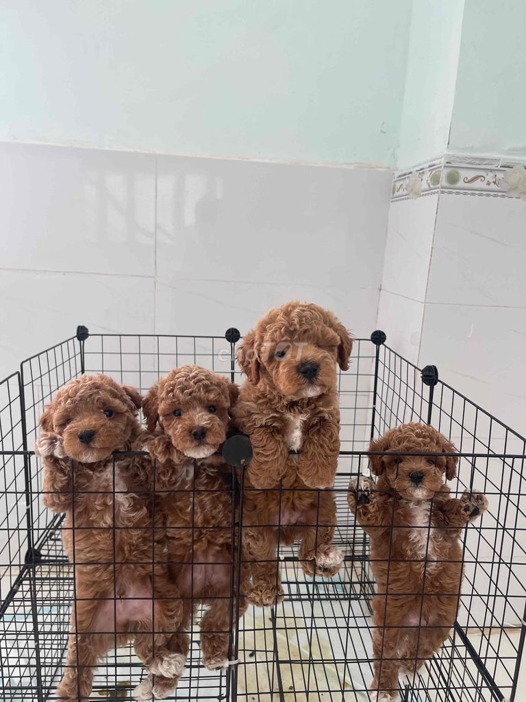 Chó Poodle Nâu 1 mũi đã tẩy giun. Mua bán Chó tại Quận Bình Thạnh Tp Hồ Chí Minh được đăng bởi Nguyễn phúc hình 1