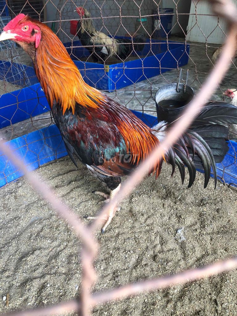 Gà Đỏ, cam, đen 3.3 kg .Có gl gà tre. Mua bán Gà tại Huyện Châu Thành Sóc Trăng được đăng bởi Tăng Thiện Tín hình 1