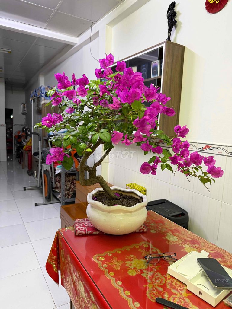 Cây cảnh Hoa giấy Hồng Để bàn. Mua bán Cây cảnh, đồ trang trí tại Quận Ninh Kiều Cần Thơ được đăng bởi ĐTDĐ HỒNG ĐĂNG hình 1